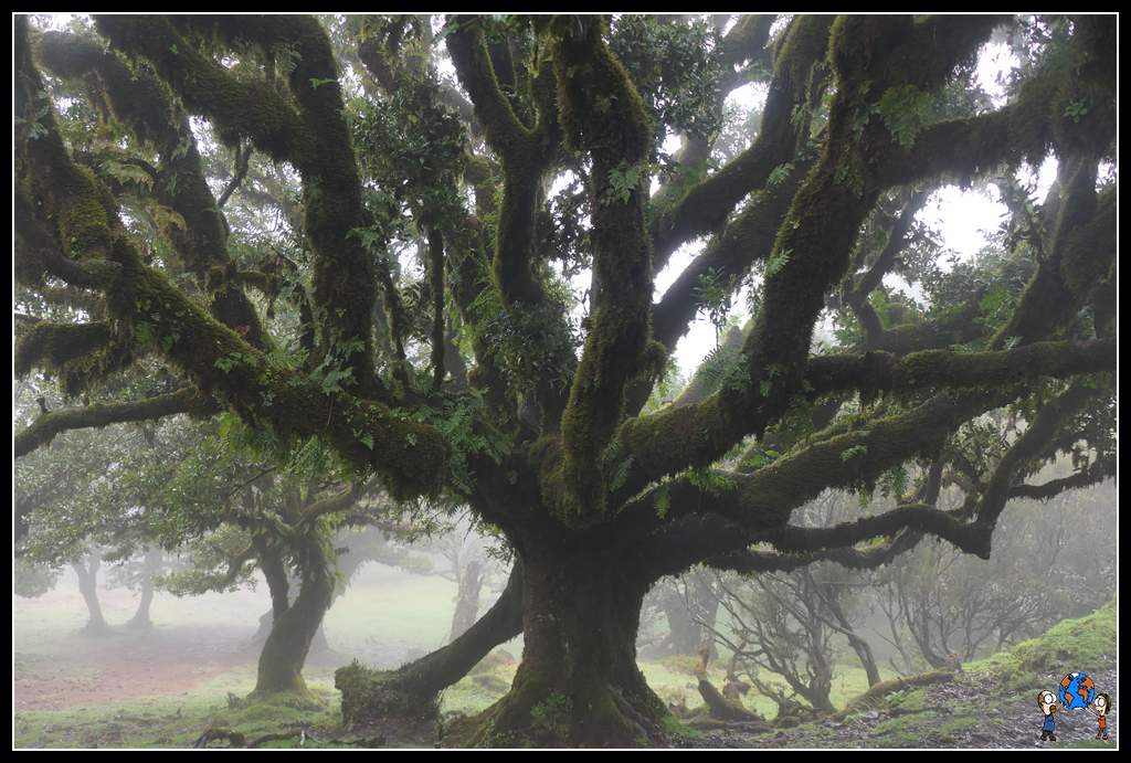 Bosque fanal niebla y musgo