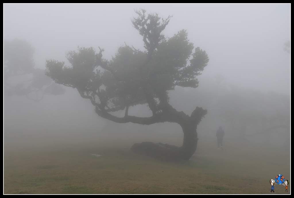 Bosque fanal niebla